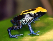 Dendrobates Tinctorius 2