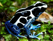 Dendrobates Tinctorius 3