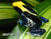 Dendrobates Tinctorius 4