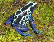 Dendrobates Tinctorius 5