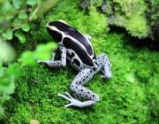 Dendrobates Tinctorius 6