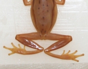 Dendropsophus Cerradensis 1