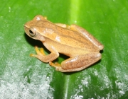 Dendropsophus Cerradensis 2