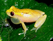 Dendropsophus Cerradensis 3