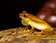 Dendropsophus Cerradensis 4