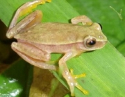 Dendropsophus Cerradensis 6