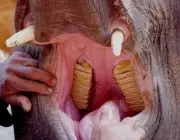 Dentes dos Elefantes na Alimentação 1