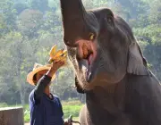 Dentes dos Elefantes na Alimentação 2