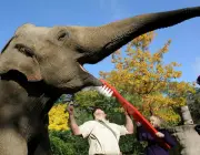 Dentes dos Elefantes na Alimentação 4