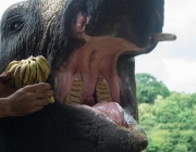 Dentes dos Elefantes na Alimentação 5