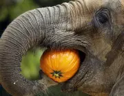 Dentes dos Elefantes na Alimentação 6