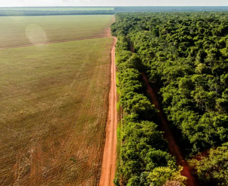 Desmatamento da Amazônia 1