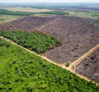 Desmatamento da Amazônia 2
