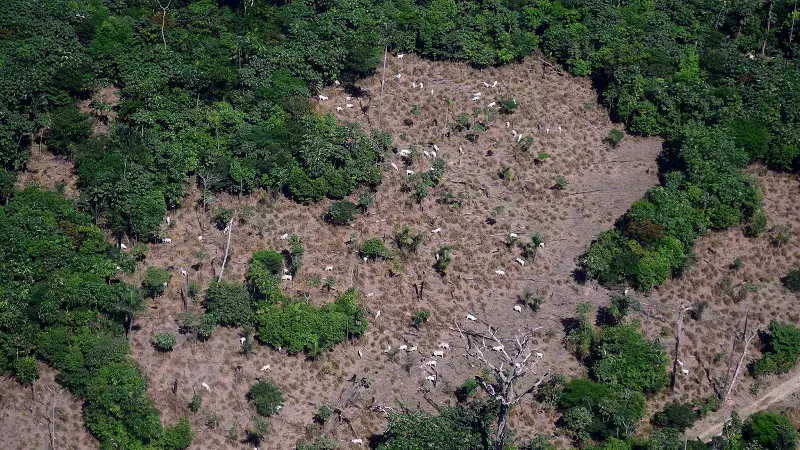Desmatamento da Amazônia 4