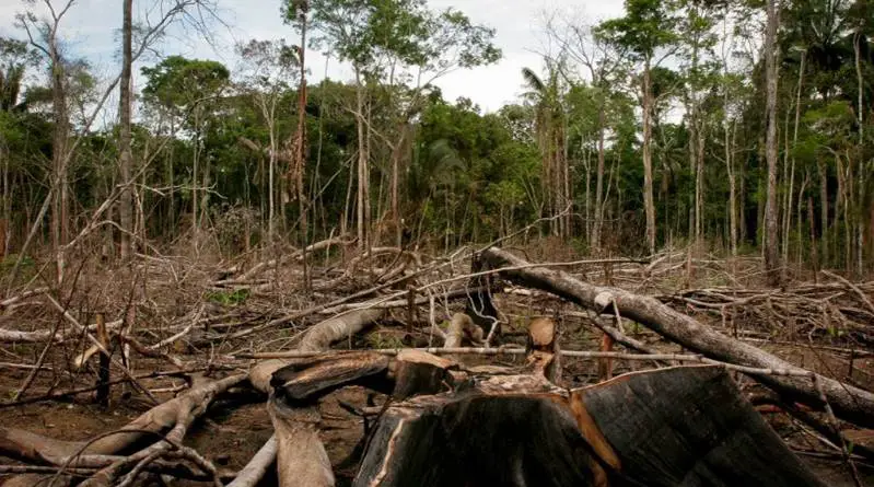 Desmatamento da Amazônia 6
