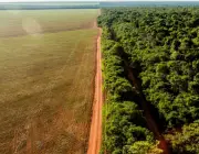 Desmatamento da Amazônia 1