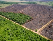 Desmatamento da Amazônia 2