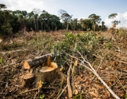 Desmatamento da Amazônia 3