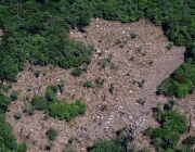 Desmatamento da Amazônia 4