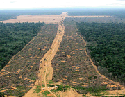 Desmatamento da Amazônia 5