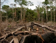 Desmatamento da Amazônia 6