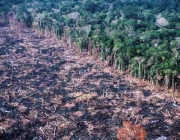 Desmatamento e Incêndio 2