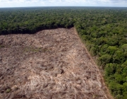 Desmatamento na Floresta Amazônica 1