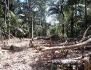 Desmatamento na Floresta Amazônica 2