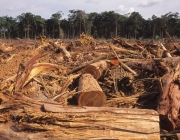 Desmatamento na Floresta Amazônica 4