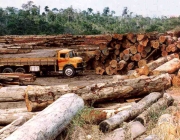 Desmatamento na Floresta Amazônica 6
