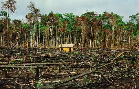 Devastação de Florestas 1
