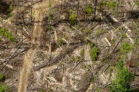 Cristina Mittermeier, Cristina, Madagascar, horizontal, BG expedition, deforestation, destruction