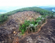 Devastação de Florestas 2
