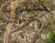 Cristina Mittermeier, Cristina, Madagascar, horizontal, BG expedition, deforestation, destruction