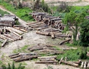 Devastação de Florestas 4
