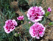 Dianthus Caryophyllus 1