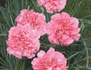 Dianthus Caryophyllus 2