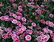 Dianthus Caryophyllus 3