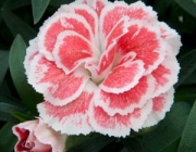 Dianthus Caryophyllus 4