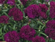 Dianthus Caryophyllus 6