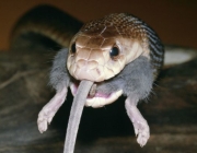 TAIPAN / Fierce SNAKE - eating a mouse