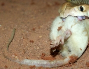 Dieta da Cobra Mais Venenosa do Mundo 2