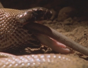 Dieta da Cobra Mais Venenosa do Mundo 3