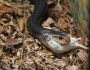 Dieta da Cobra Mais Venenosa do Mundo 5