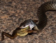 Dieta da Cobra Mais Venenosa do Mundo 6