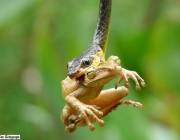 Dieta da Jararacuçu do Papo Amarelo 3