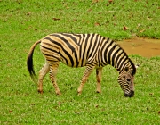 Dieta da Zebra da Planície 1