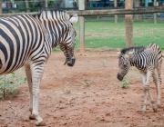 Dieta da Zebra da Planície 4