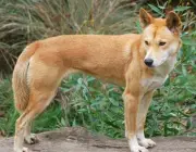 Dingo 1