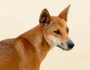 Dingo 2